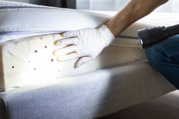 Best Emergency Pest Control  in Calhoun Falls, SC