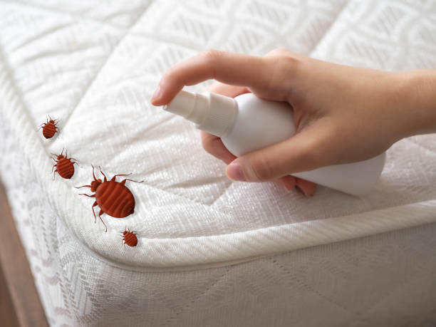 Wasp Removal Services in Calhoun Falls, SC